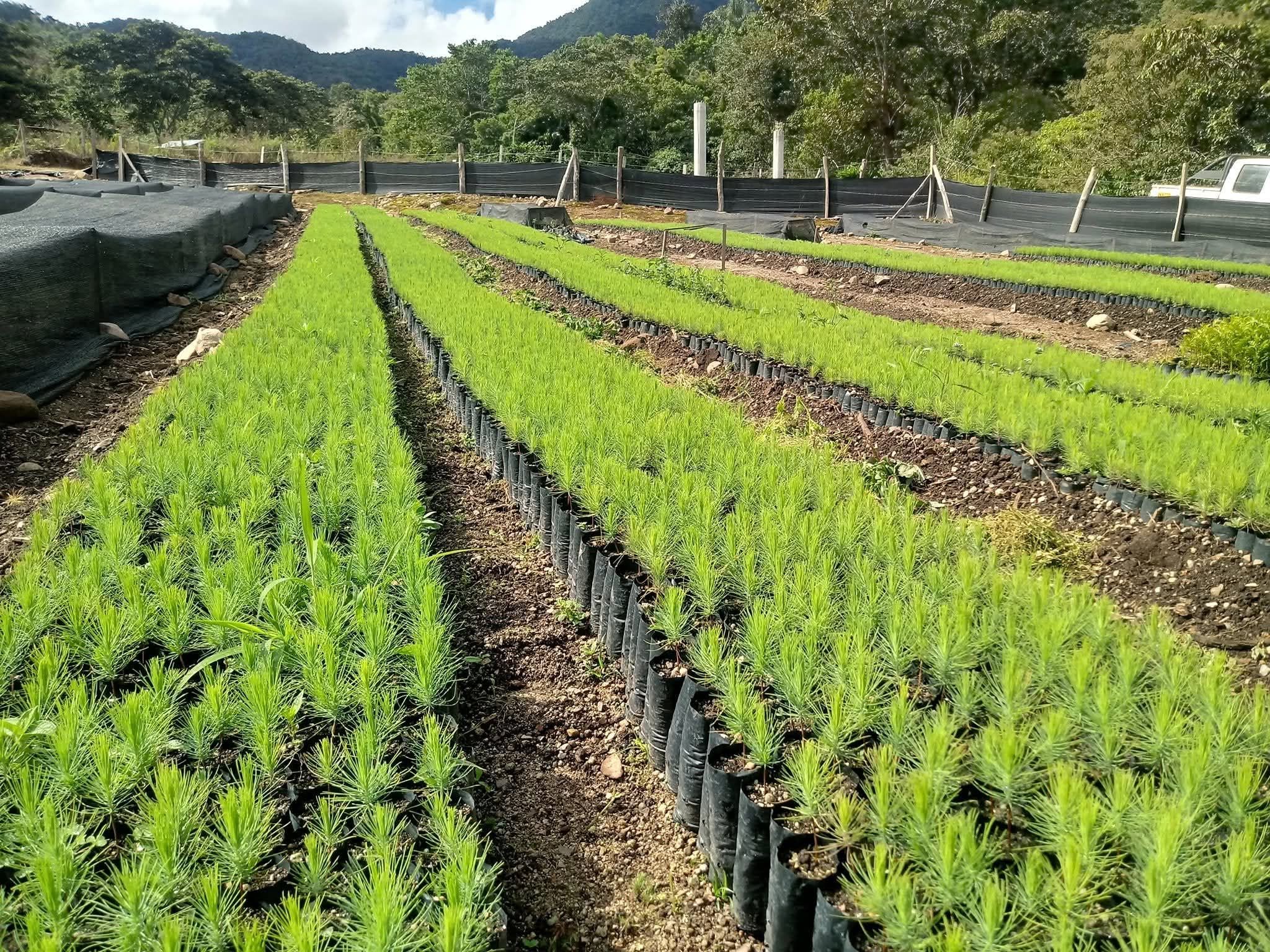 Vista panorámica de producción en masa de plantones de pino